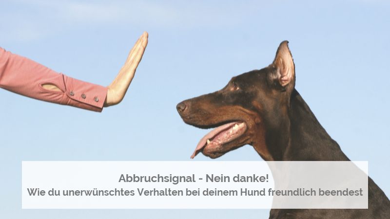 Mensch zeigt Stopp mit ausgestreckter Handinnenfläche zum Hund - ein Dobermann