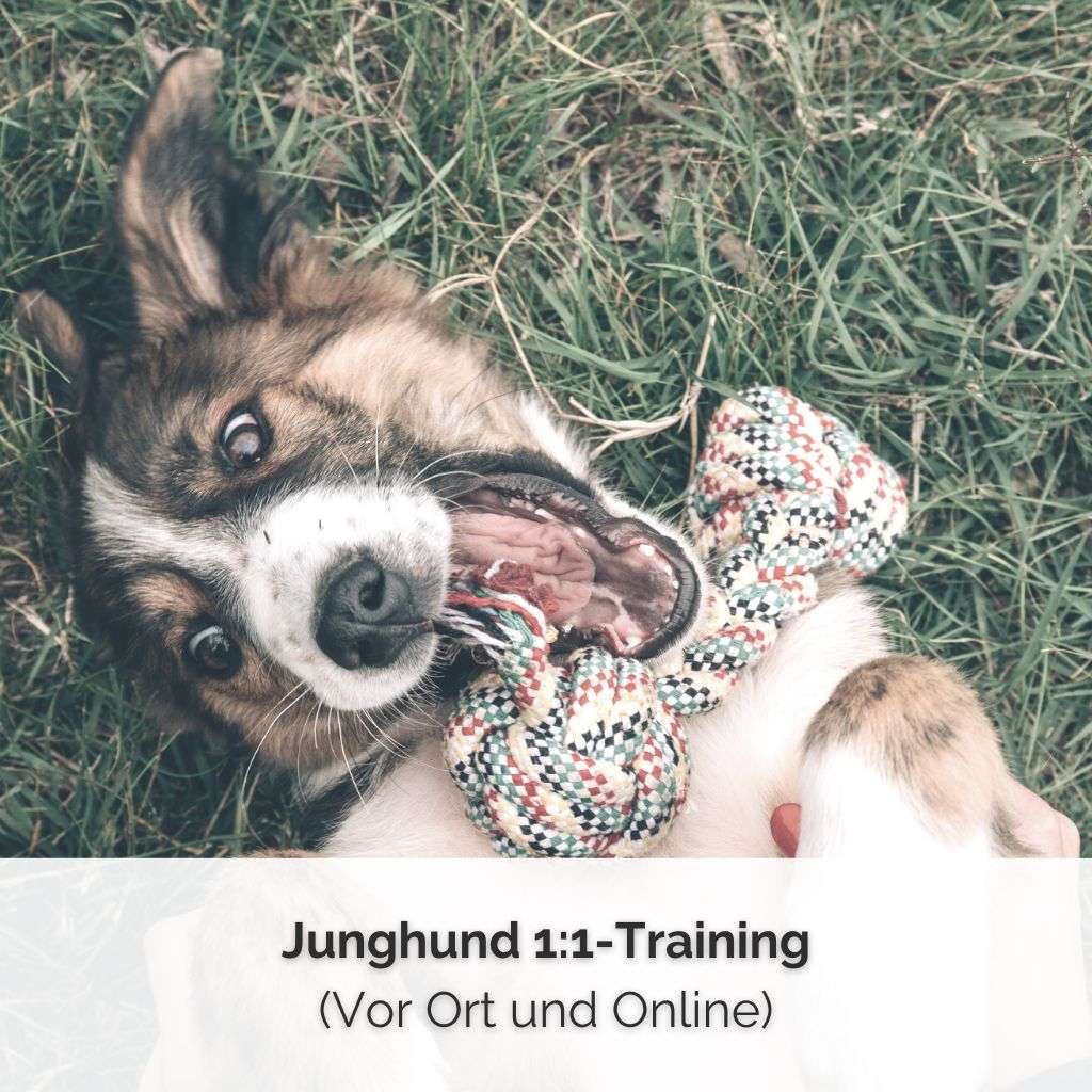 Junghund 1:1_Training bei PAWship (Vor Ort oder Online)
