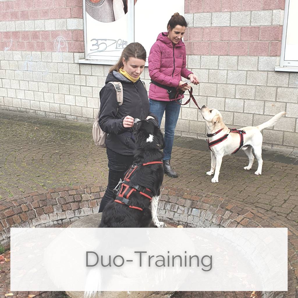 Beim Duo-Training der Hundeschule anisense kannst Du Dir eine Einzelstunde mit einem zweiten Team zum gleichen Thema teilen. Die Teams werden nach Buchung von mir zusammengestellt.