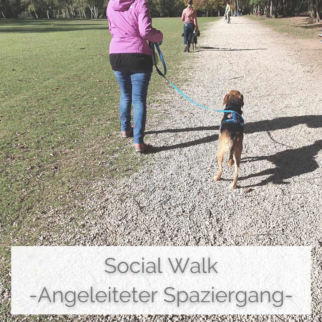 Der Social Walk von PAWship (Hundetraining) bietet Bestandskund*innen die Möglichkeit, im Rahmen eines angeleiteten Leinenspaziergangs, weiter an Umweltreizen und dem entspannten Laufen in einer Gruppe zu üben.
