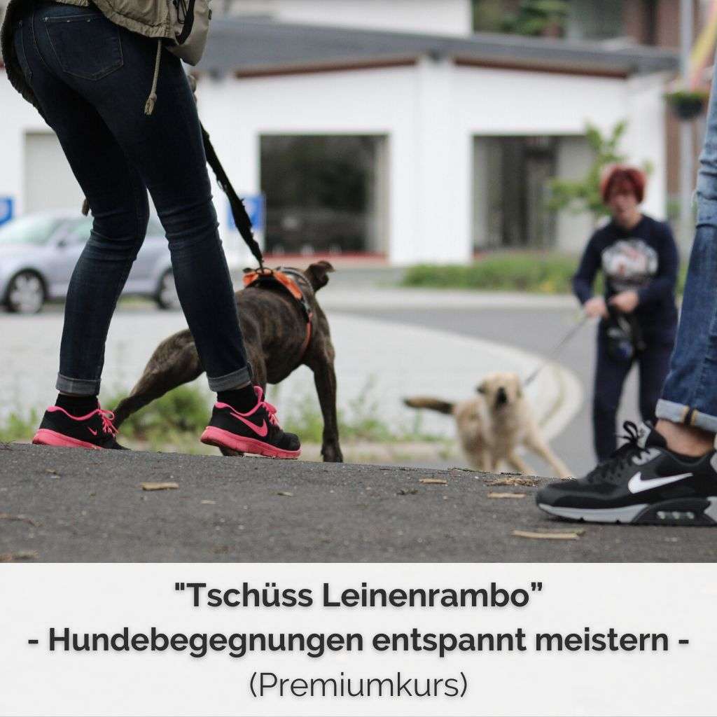 Premiumkurs Tschüss Leinenrambo zum Thema entspannte Hundebegegnungen, Leinenaggression