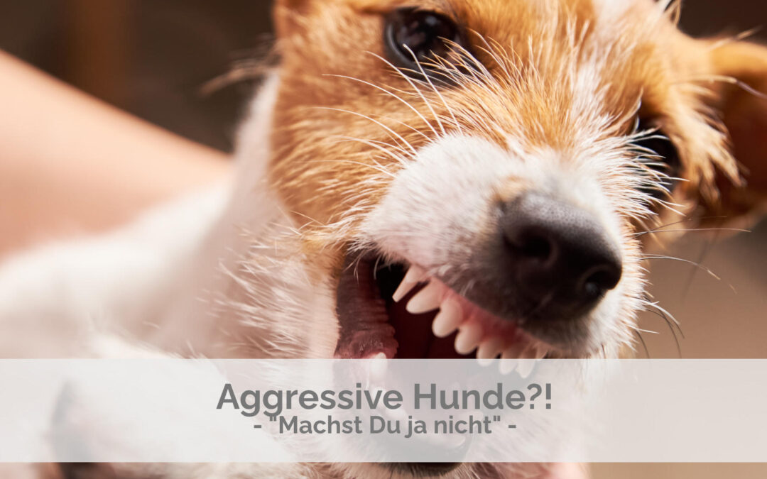 Aggressive Hunde – Machst Du ja nicht!