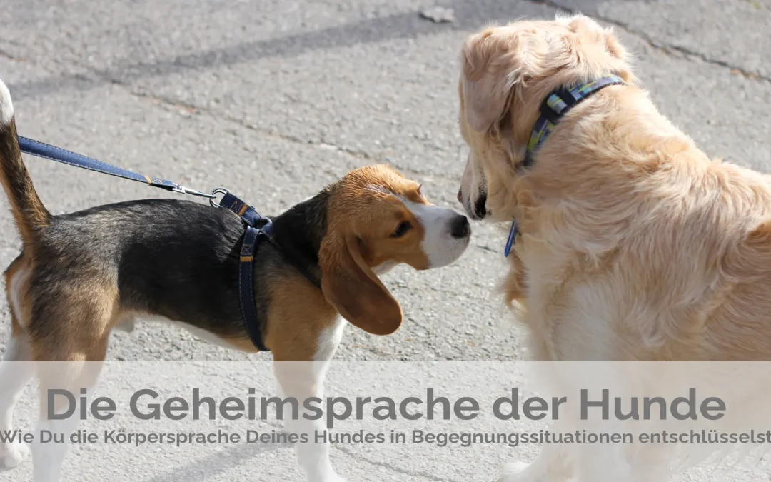 Die Geheimsprache der Hunde: Wie du die Körpersprache deines Hundes in Begegnungssituationen entschlüsselst
