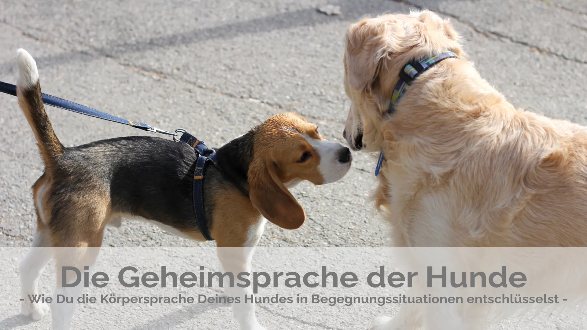 Die Geheimsprache der Hunde - Wie du die Körpersprache deines Hundes in Begegnungssituationen entschlüsselst -