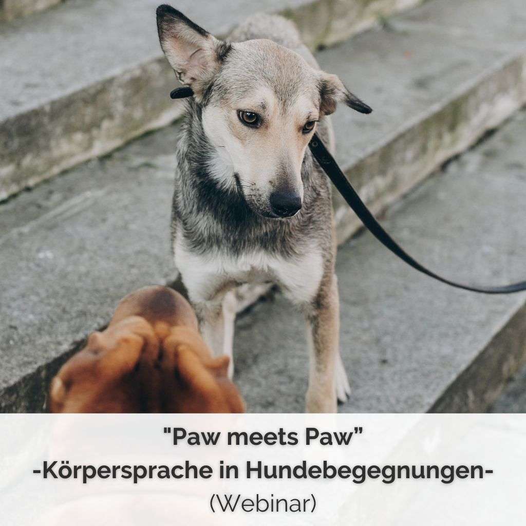 Produktbild für das Live-Webinar zum Thema Körpersprache in Hundebegegnungen - Zwei Hund treffen sich auf der Straße und kommunizieren körpersprachlich.