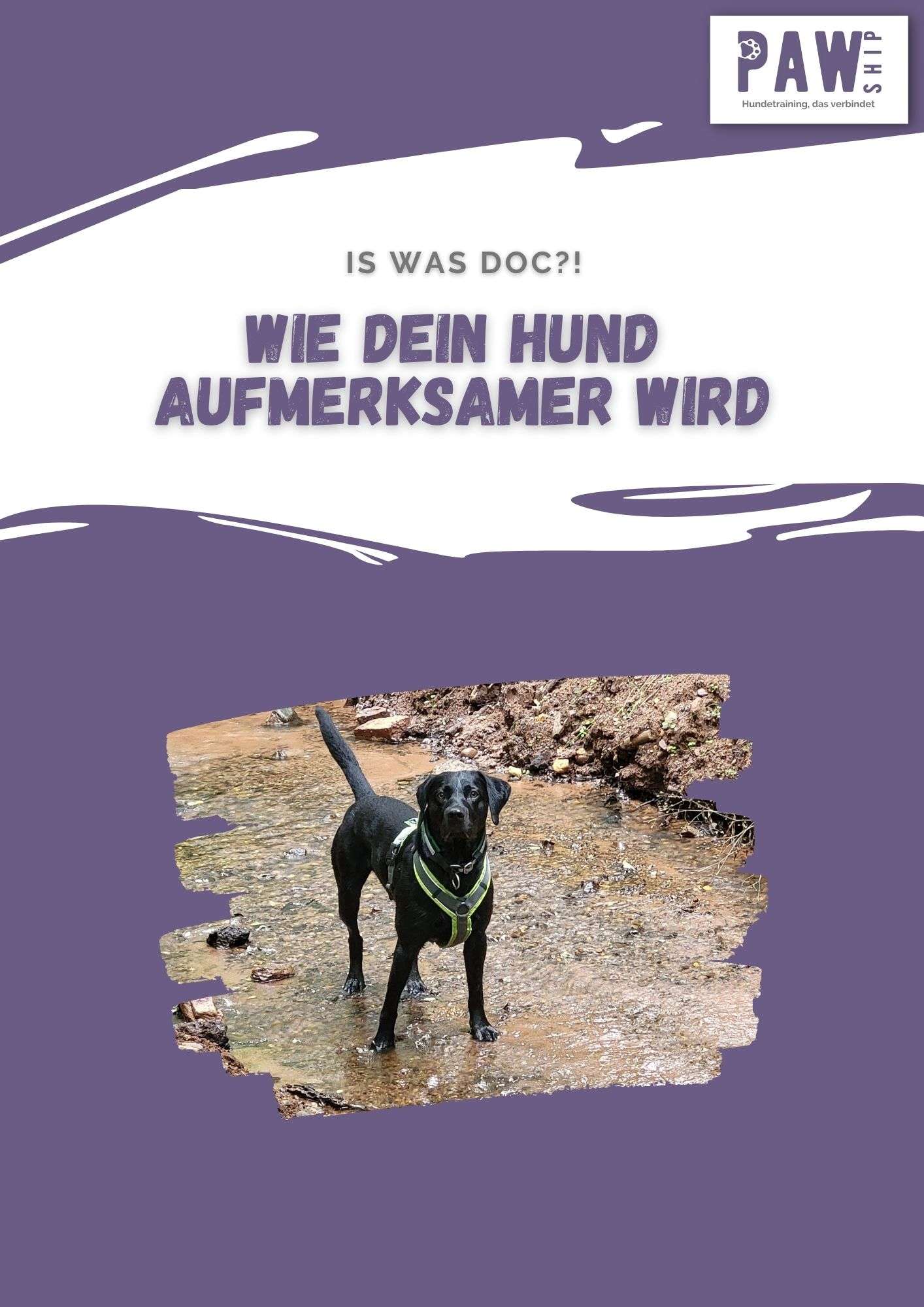 Cover Workbook, Wie dein Hund aufmerksamer wird