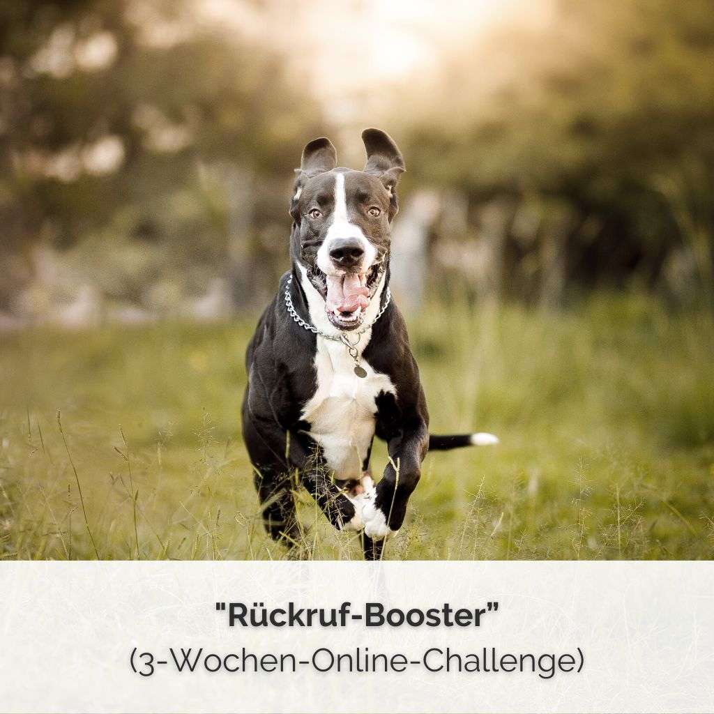 Produktbild für die Online-Challenge "Rückruf-Booster" - Ein Hund der Rasseliste, der fröhlich und schnell auf die Kamera zugerannt kommt.