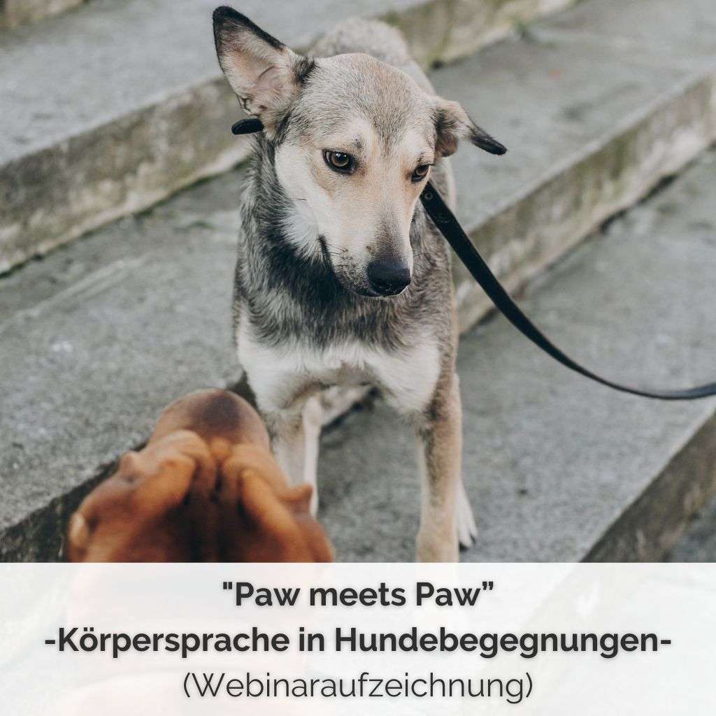 Webinaraufzeichnung Körpersprache in Hundebegegnungen