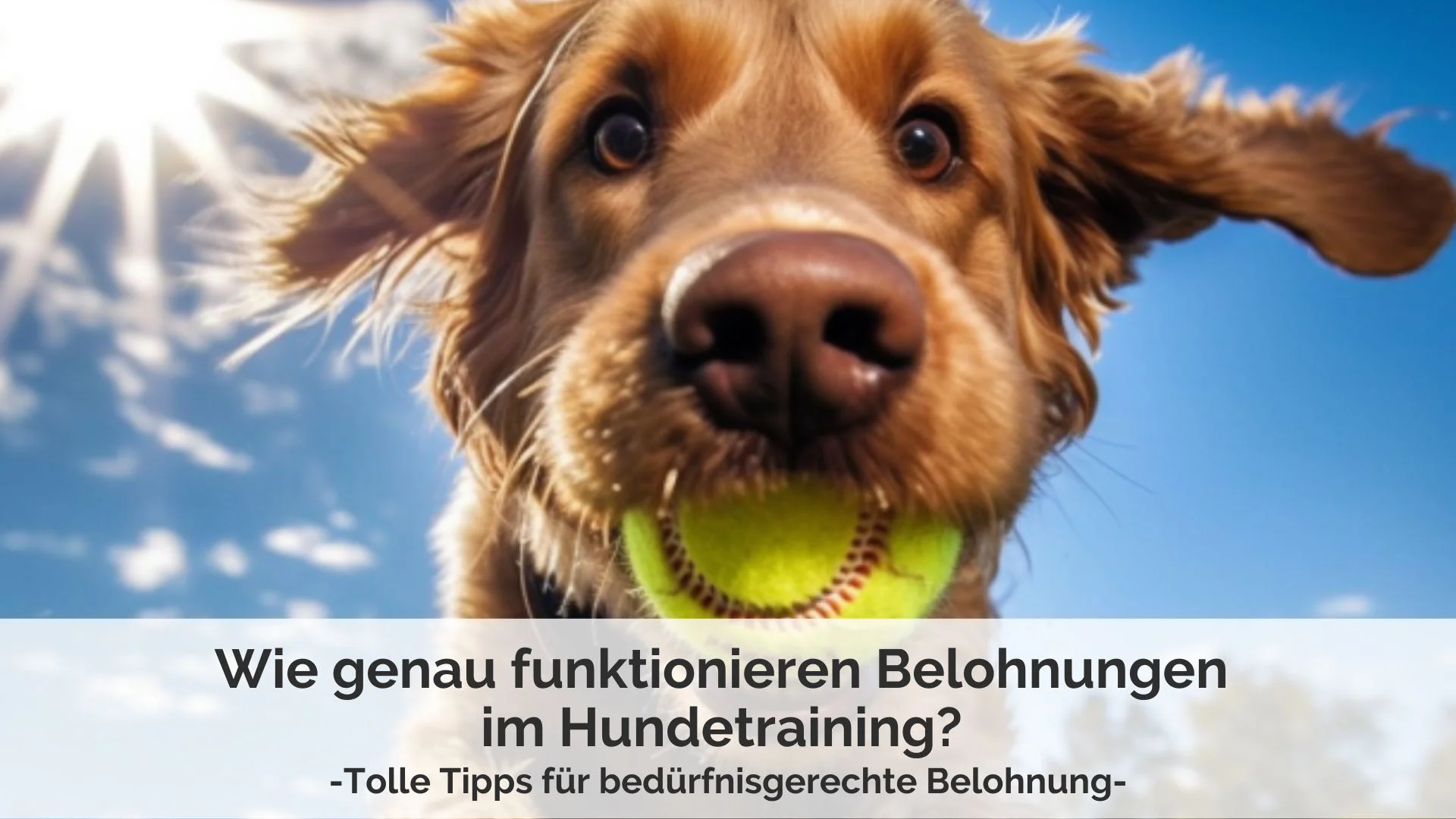 Blogartikel zum Thema Belohnungen im Hundetraining
