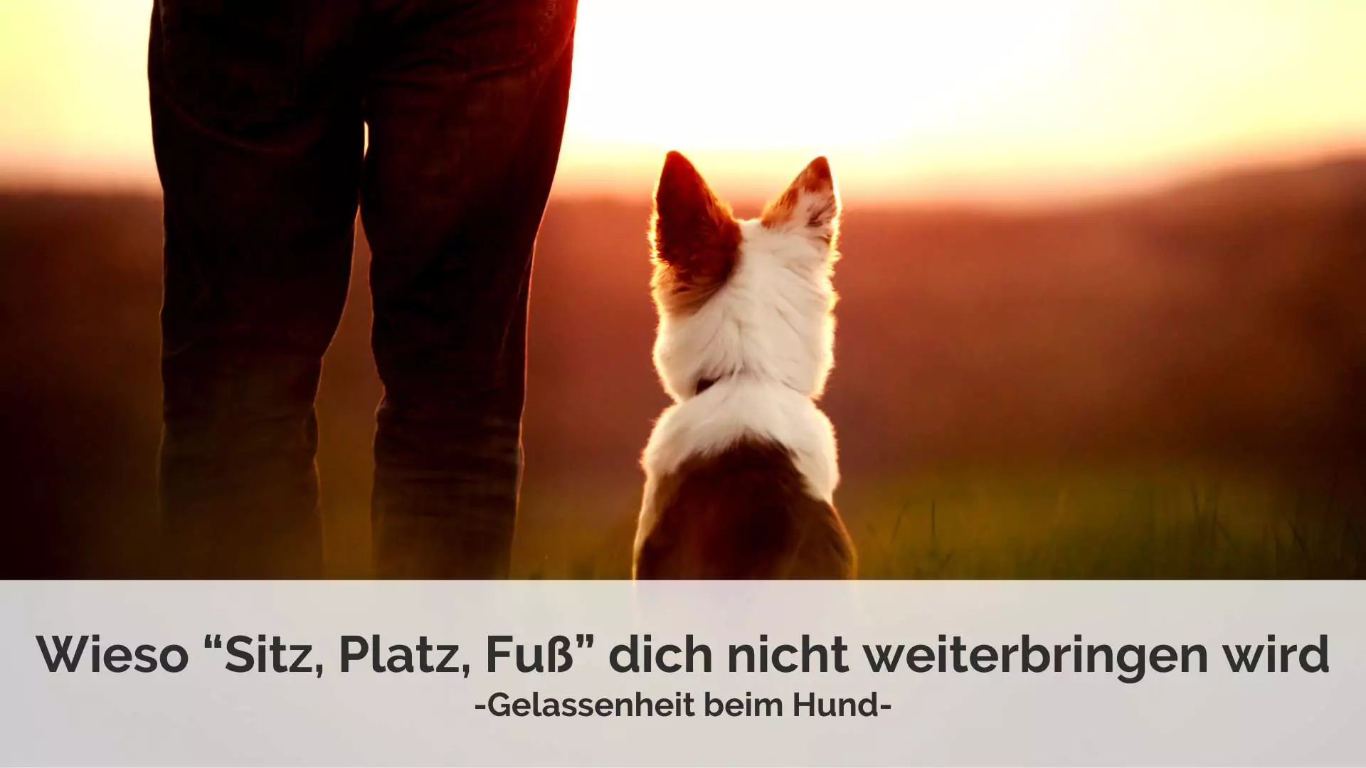 Blogartikel - Gelassenheit beim Hund, Harmonische Bindung