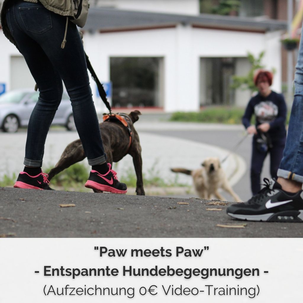 SHOP-COVER - Aufzeichnung 0€ Video-Training PAW meets PAW 0 €-Webinar Entspannte Hundebegegnungen