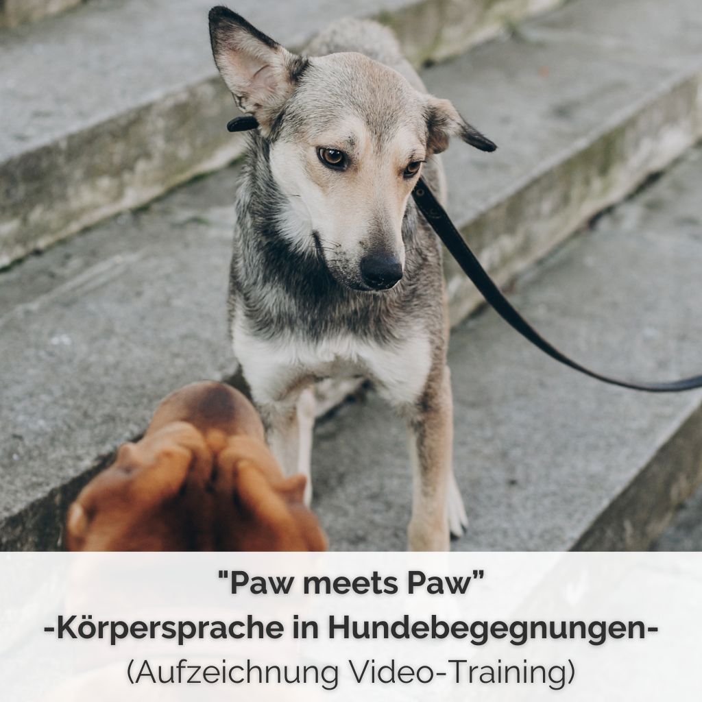 SHOP-COVER - Aufzeichnung Video-Training Körpersprache in Hundebegegnungen Webinaraufzeichnung Körpersprache in Hundebegegnungen