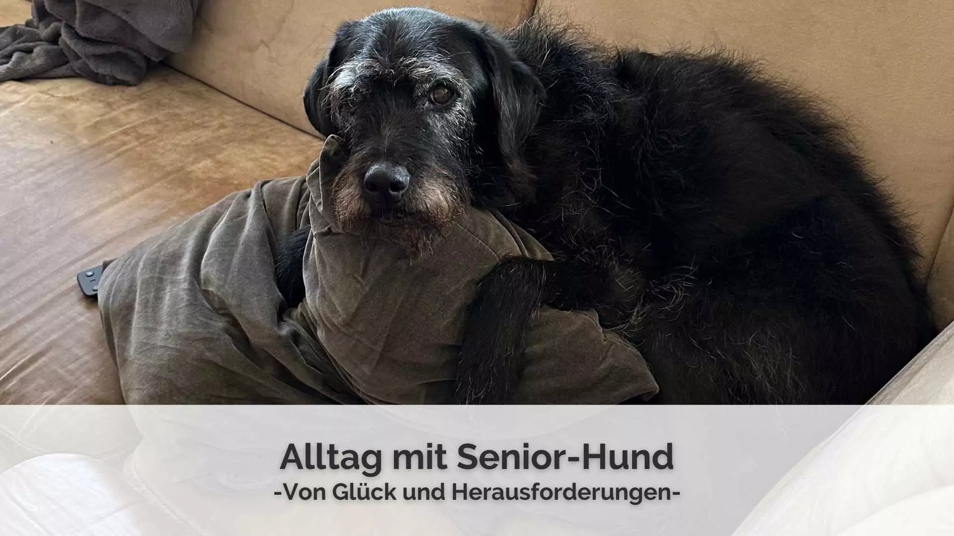 EIn Senior-Hund, der in die Kamera schaut und sich auf der Couch eingekuschelt hat