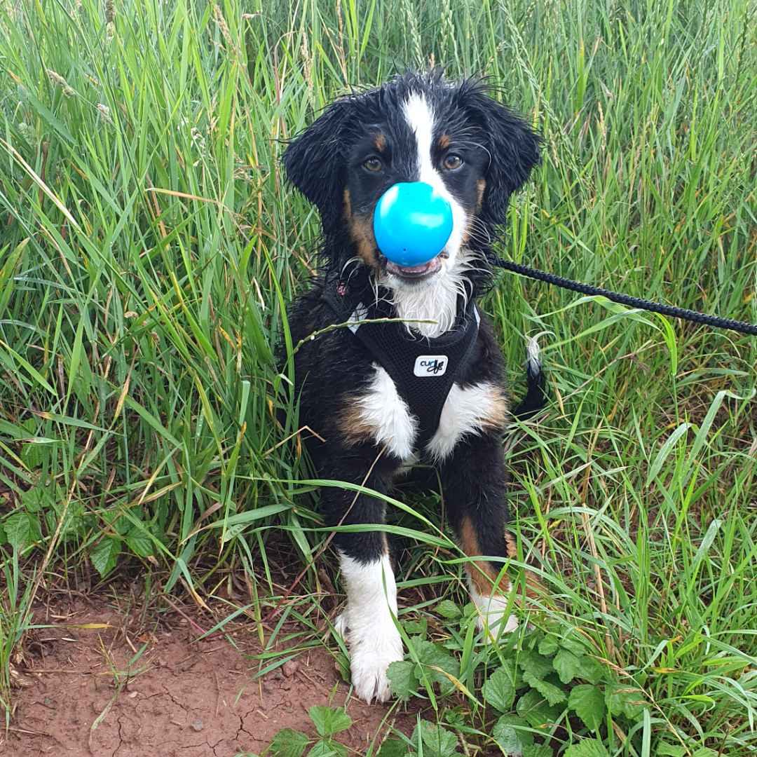 Ein Welpe hält ein Plastik-Ei in der Schnauze