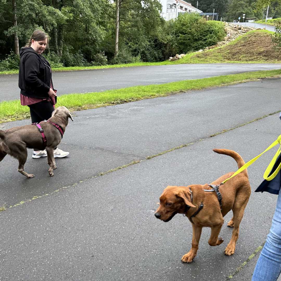 Ein Welpe hält eine Plastikdose im Maul