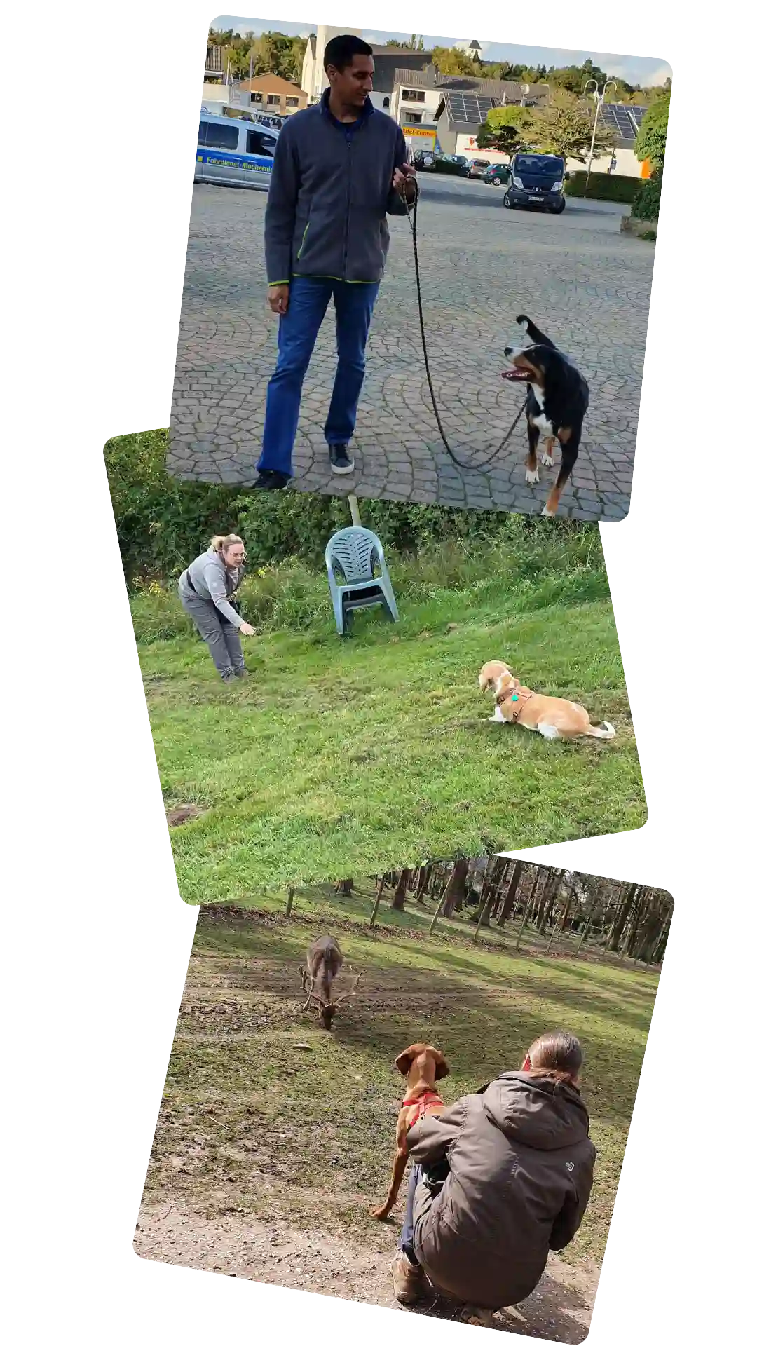 Kurs Alltagshelden, Spaß beim Training, PAWship Hundetraining Mechernich