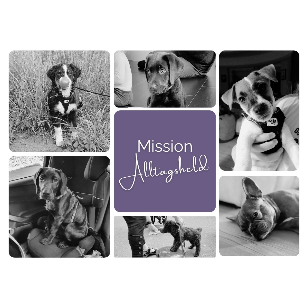 Welpen- und Junghunde, die im Einzeltraining bei Jessica Hein von PAWship lernen. Mission Alltagsheld macht Welpen und Pubertiere zu coolen Socken