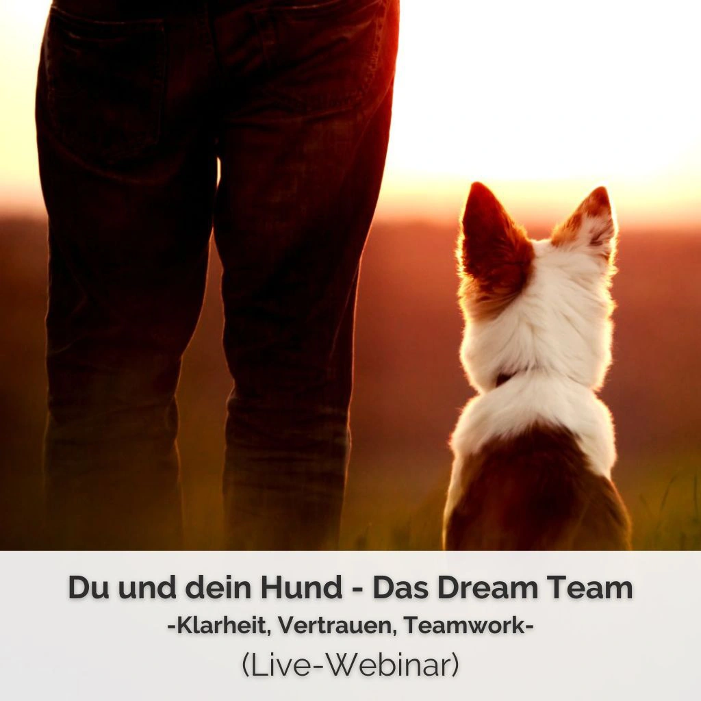 Bild zum Live-Webinar Dream Team