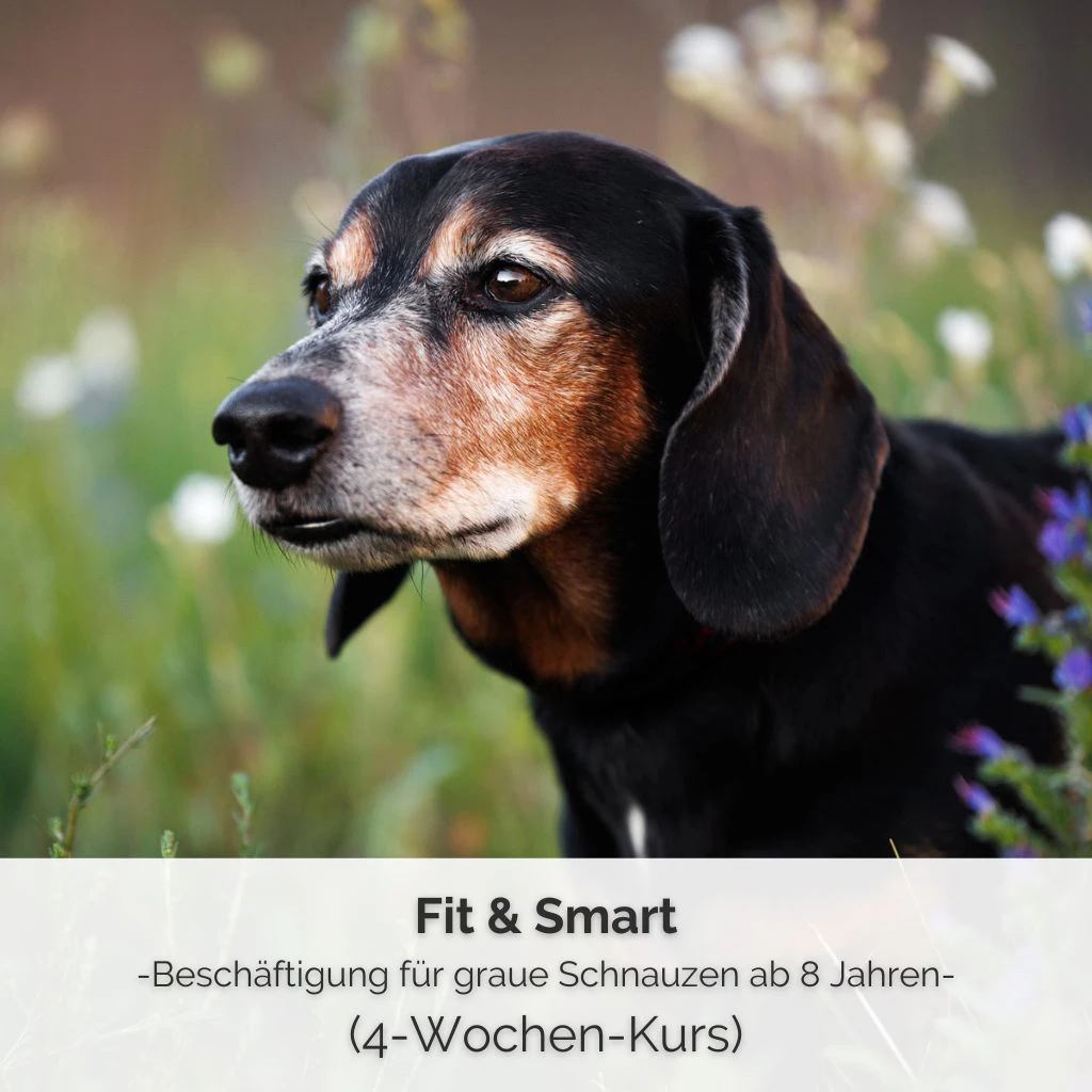 Shop-Bild für den 4-wöchigen Kurs zum Thema Beschäftigung von Senior-Hunden