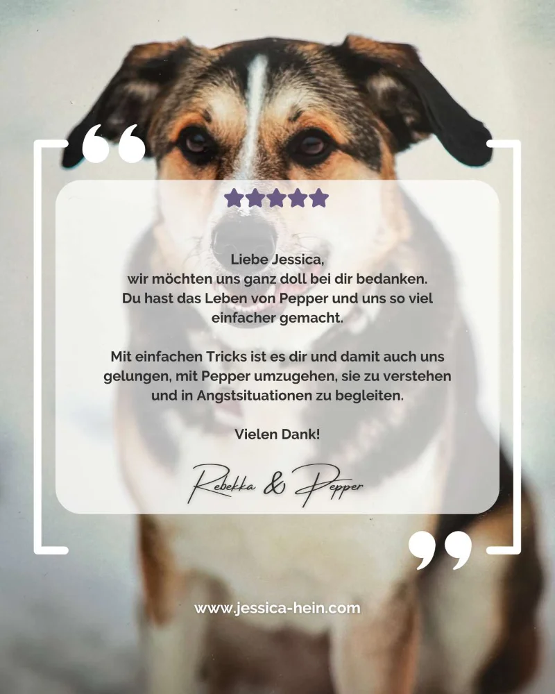 Testimonial, Kundenstimme von Rebekka & Pepper zum Einzeltraining für Hunde mit Jessica Hein bei PAWship® in Mechernich