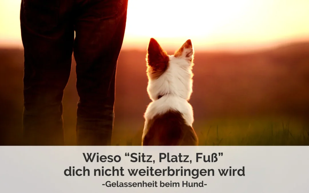 Wieso „Sitz, Platz, Fuss“ dich nicht weiterbringen wird – Gelassenheit beim Hund 🤷🏻‍♀️
