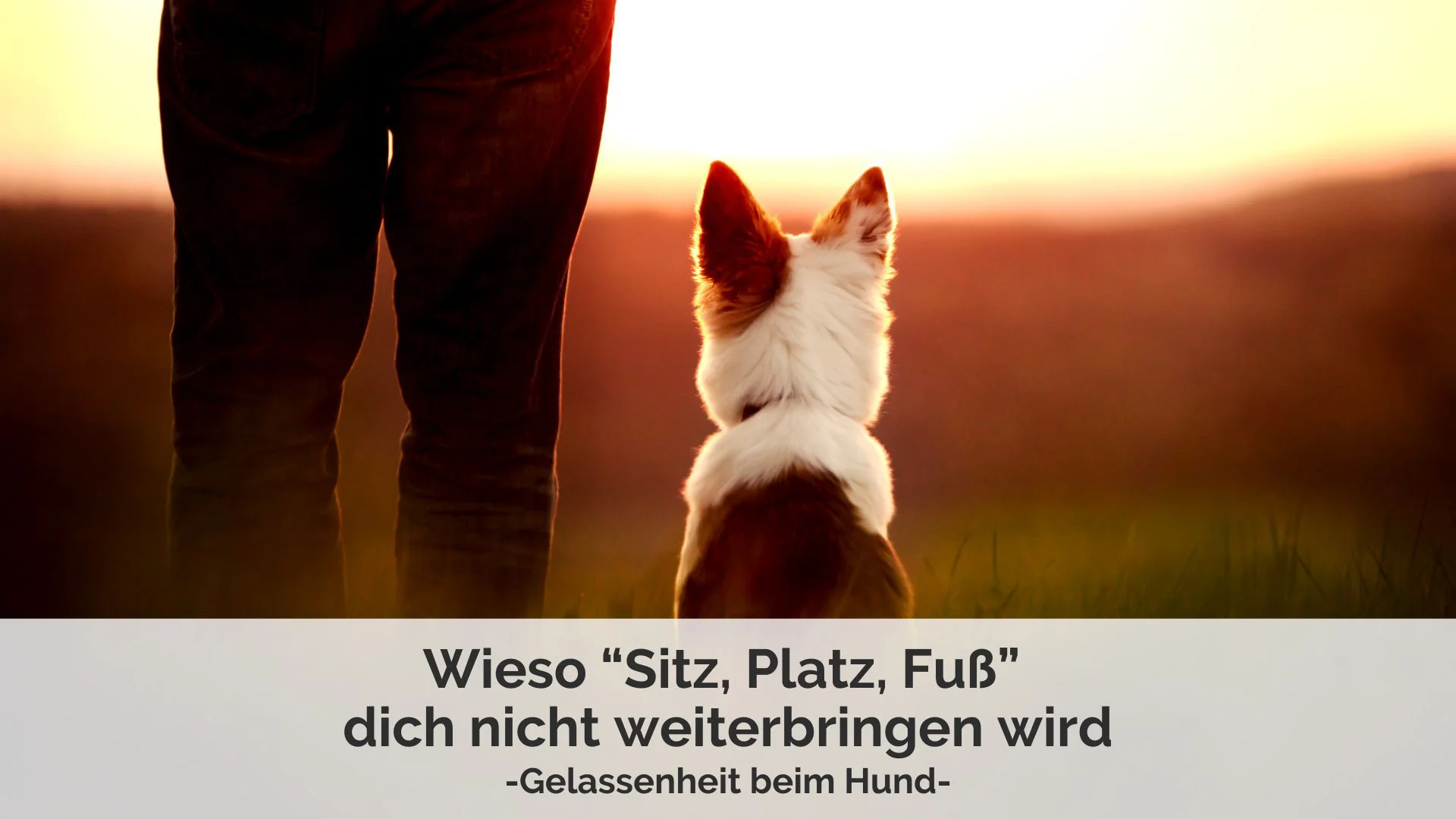 Blogartikel von Jessica Hein von PAWship® zum Thema Hundeerziehung, Hundetraining, Gelassenheit beim Hund, Harmonische Bindung