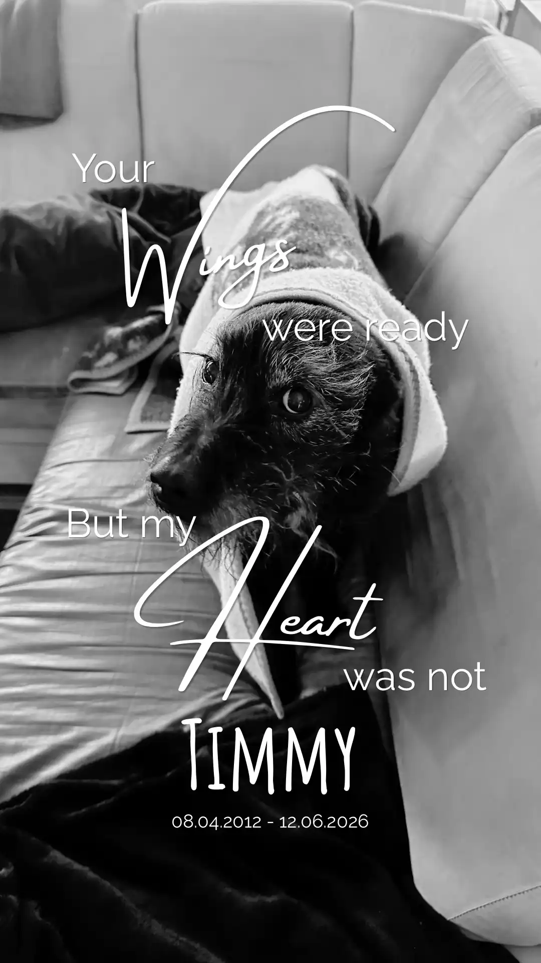 Lustiges Bild eines schwarzen Hundes der in die Kamera schaut, darüber gelegt der Text "Your Wings were ready, but my heart was not".